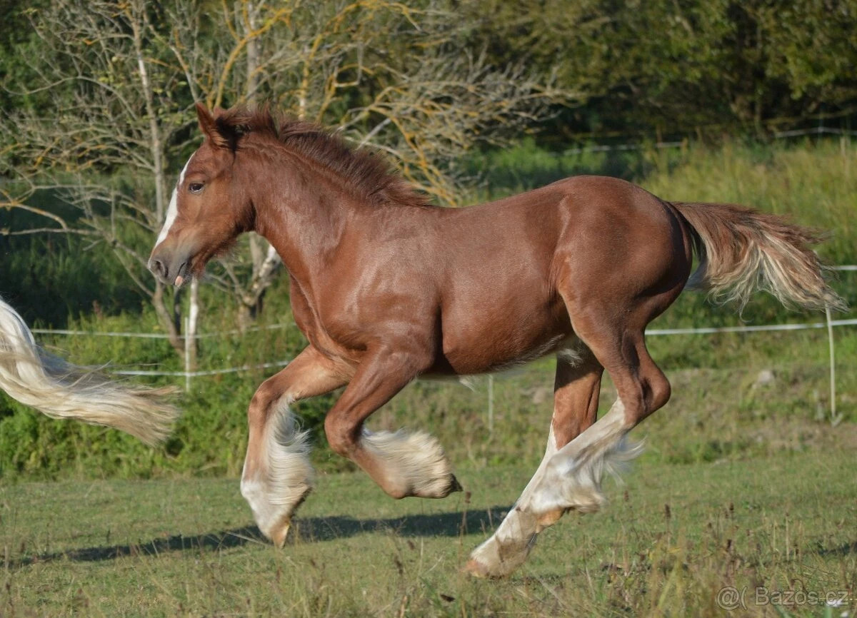 Liberté Vivien